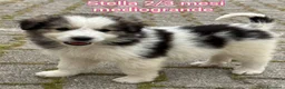 Meticcio cani in regalo: CUCCIOLI BISOGNOSI: URGENTE! a Città Metropolitana di Torino - Annuncio 6