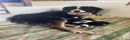 Border Collie cani in vendita: Cuccioli di Border collie - Annuncio 10