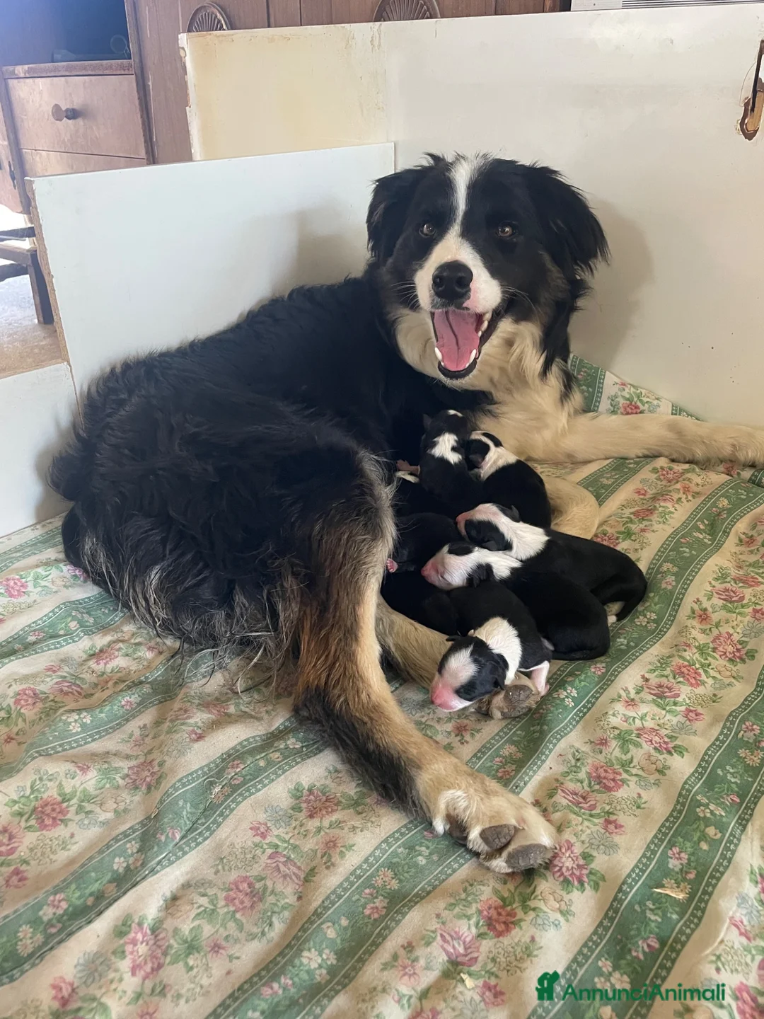 Border Collie cani in vendita: Cuccioli di Border collie - Annuncio 10