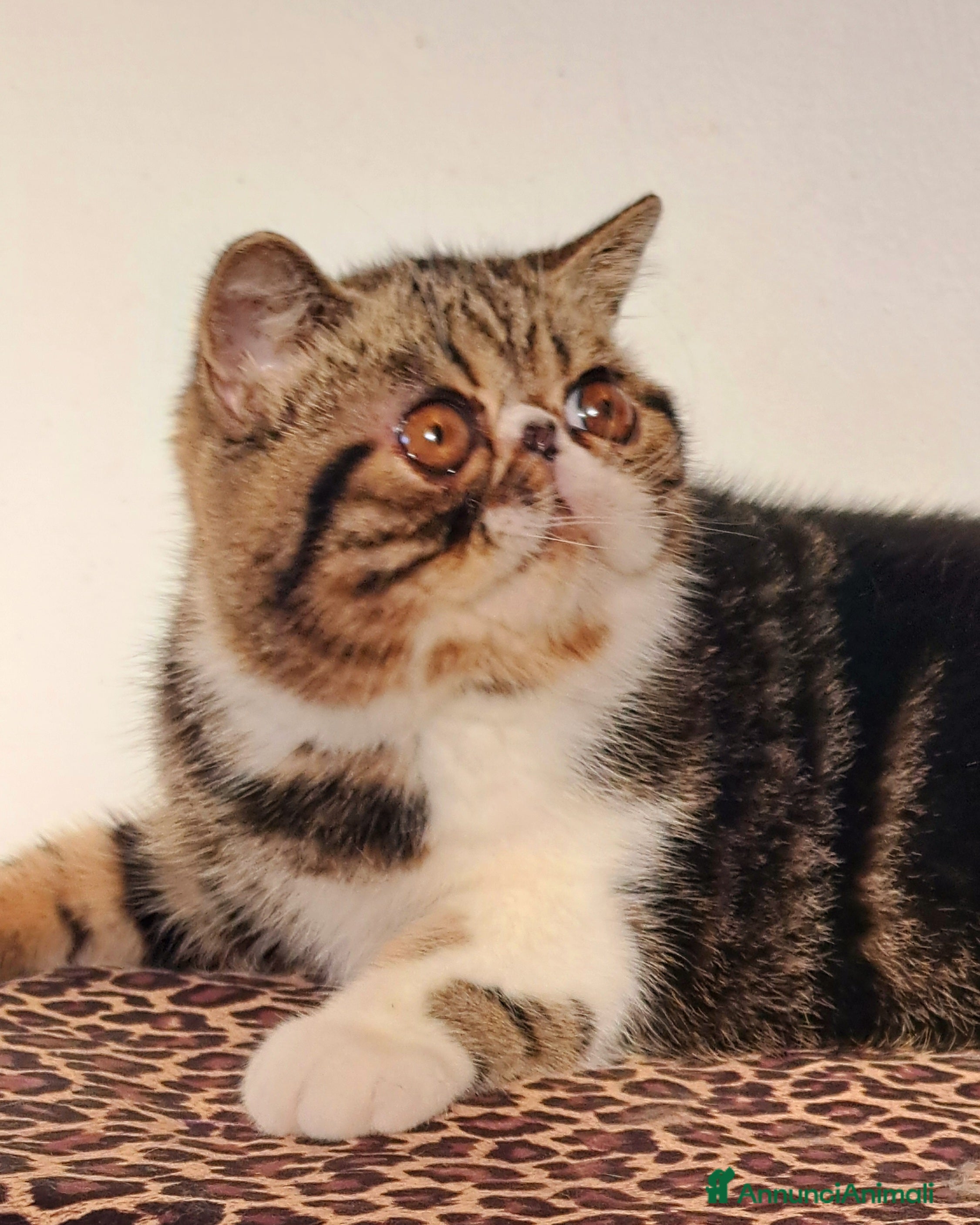 Exotic Shorthair gatti Bellissimo cucciolo exotic - Annuncio 2