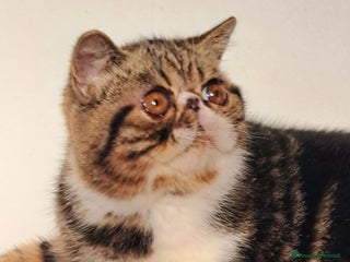 Exotic Shorthair gatti Bellissimo cucciolo exotic - Annuncio 2