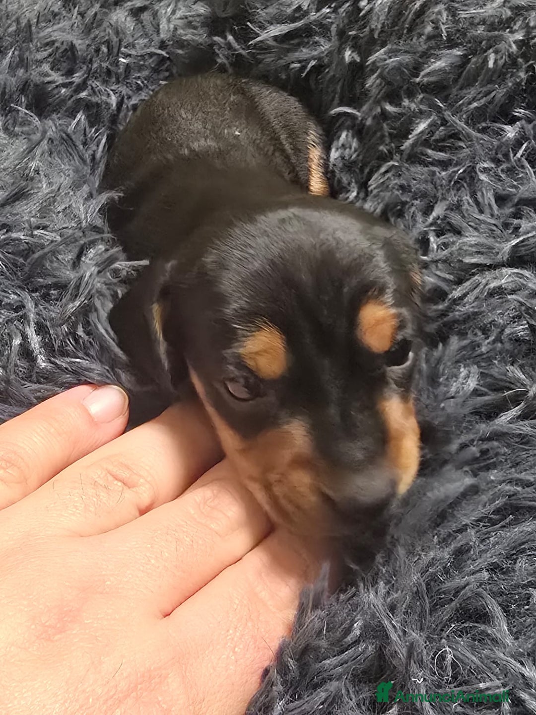 Bassotto cani in vendita: Cuccioli bassotto nano - Annuncio 12