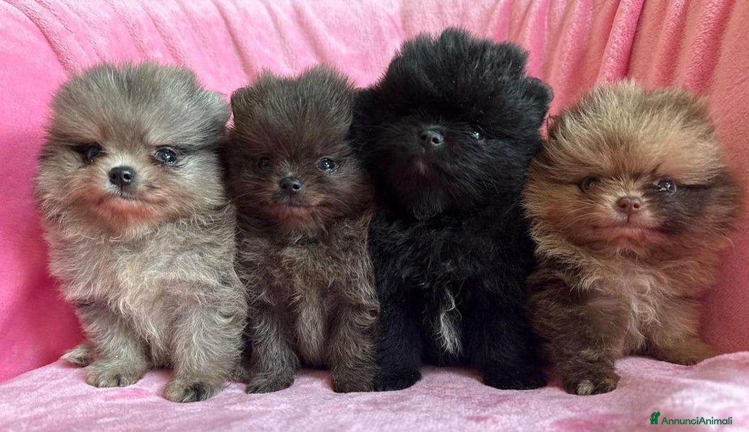 Volpino Pomerania cani in vendita: Adorabili Cuccioli di Pomerania - Annuncio 1