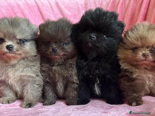 Volpino Pomerania cani Adorabili Cuccioli di Pomerania - Annuncio 3