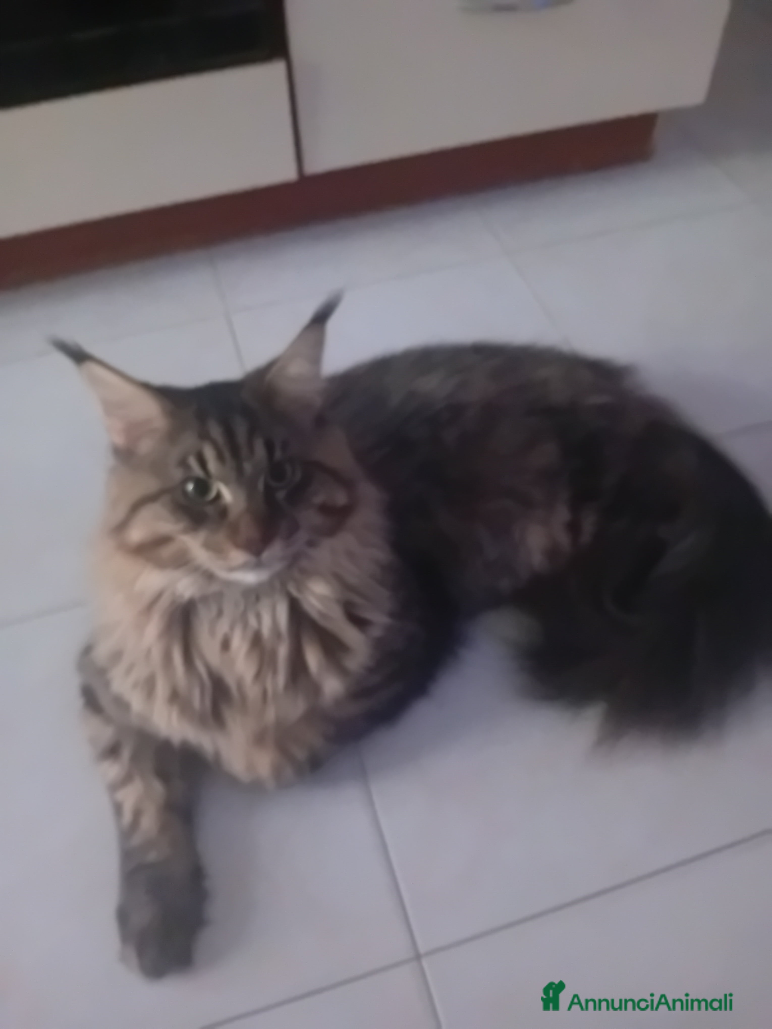 Maine Coon gatti Мальчик Майн Кун 11 месяцев ищет семью.  - Annuncio 1