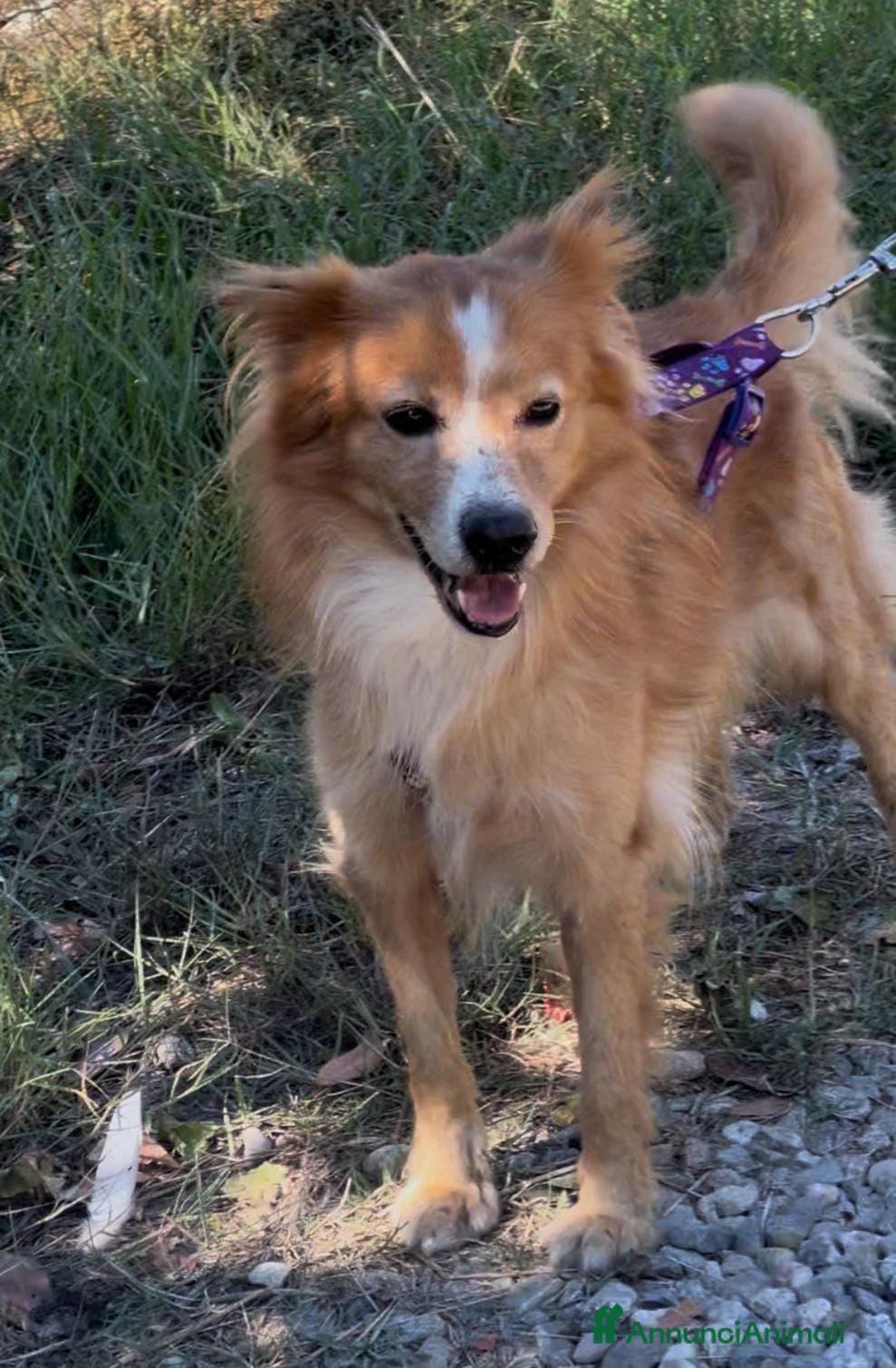 Meticcio cani RICKY 💙 - simil volpino aspetta la sua rivincita - Annuncio 32