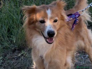 Meticcio cani RICKY 💙 - simil volpino aspetta la sua rivincita - Annuncio 18