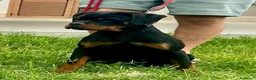 Rottweiler cani in vendita: Vendesi - Annuncio 4