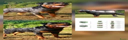 Rottweiler cani in vendita: Disponibili cuccioli Rottweiler  - Annuncio 12