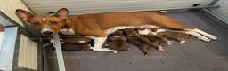 Basenji cani in vendita: Basenji disponibili con pedigree ENCI - Annuncio 9