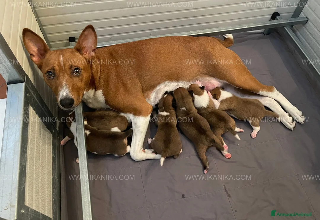 Basenji cani in vendita: Basenji disponibili con pedigree ENCI - Annuncio 9