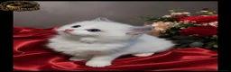 Ragdoll gatti in vendita: Ragdoll con pedegree senza obblighi  - Annuncio 3