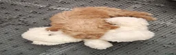 Barboncino Toy cani in vendita: Barboncino Toy albicocca  - Annuncio 7