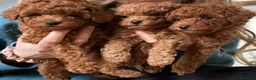 Barboncino Toy cani in vendita: Barboncino mini toy e toy  - Annuncio 4