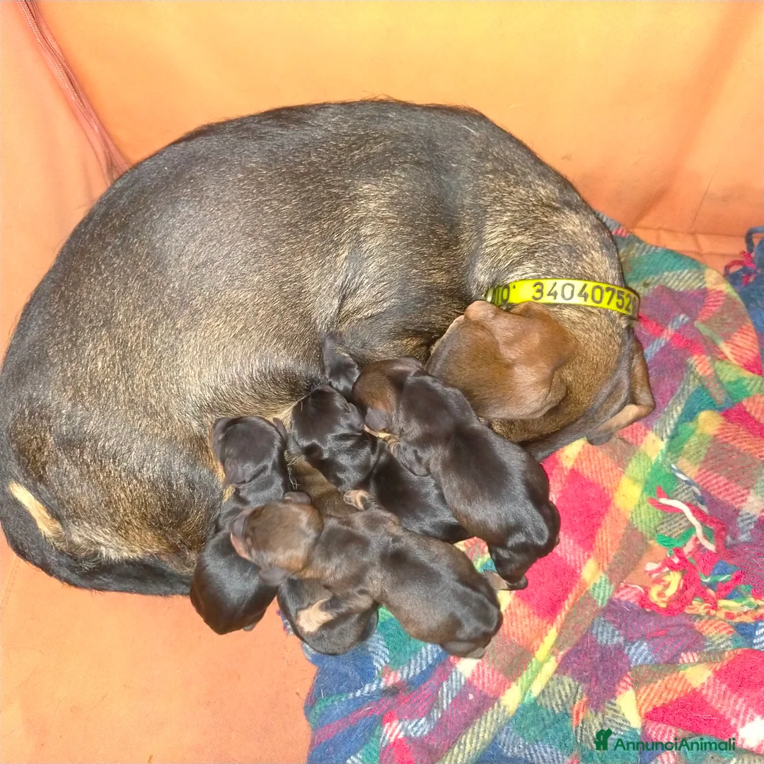 Bassotto cani in vendita: Bassotto tedesco a pelo duro  - Annuncio 6
