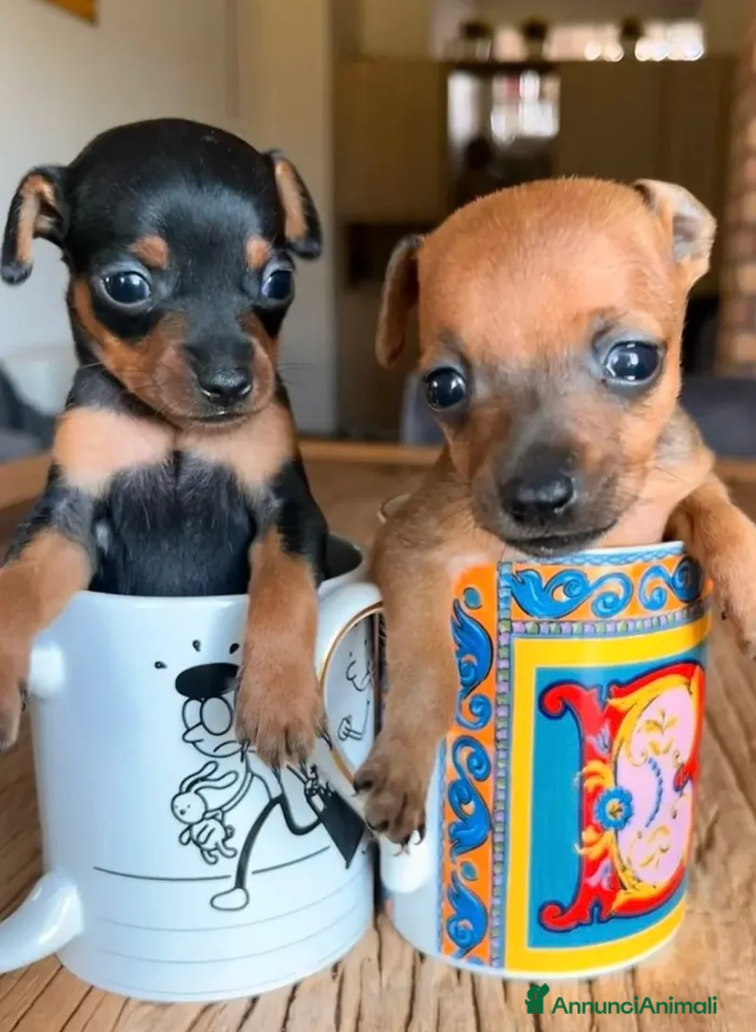 Pinscher Miniatura cani in vendita: Pinscher toy miniature  a Provincia di Latina - Annuncio 1