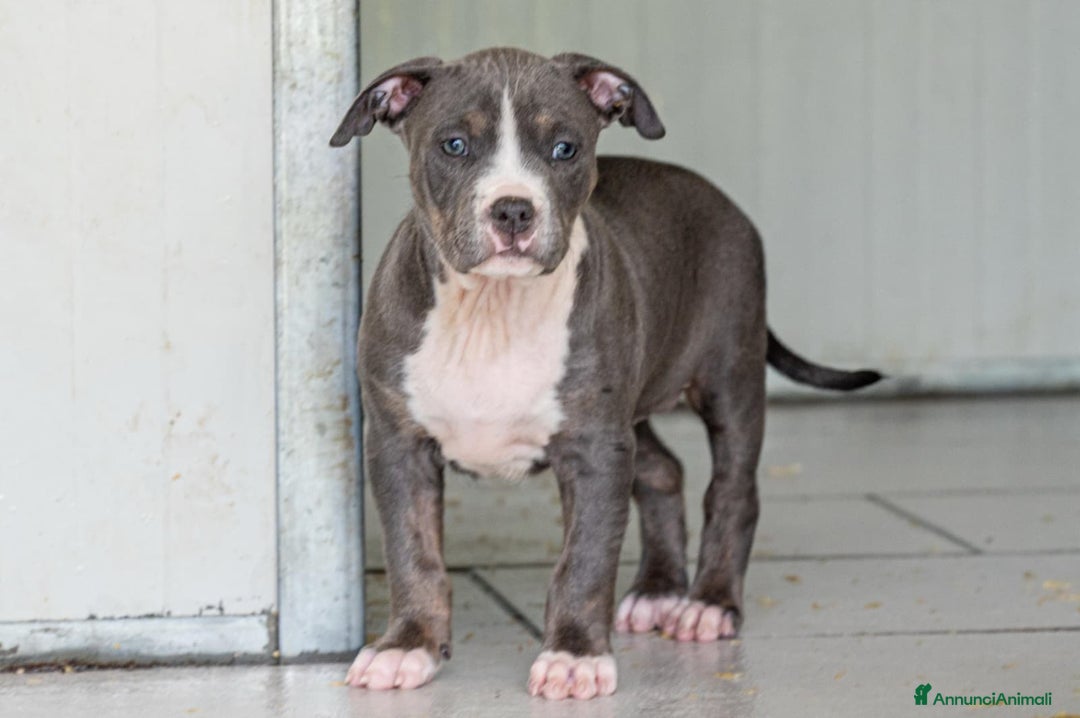 Pitbull cani in vendita: Cucciola di Amerian Pitbull Terrier - Annuncio 1