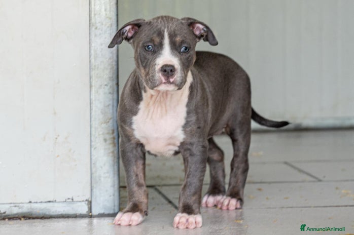Pitbull cani Cucciola di Amerian Pitbull Terrier - Annuncio 5