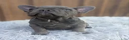Bulldog Francese cani in vendita: Bulldog francesi merle e blu - Annuncio 6