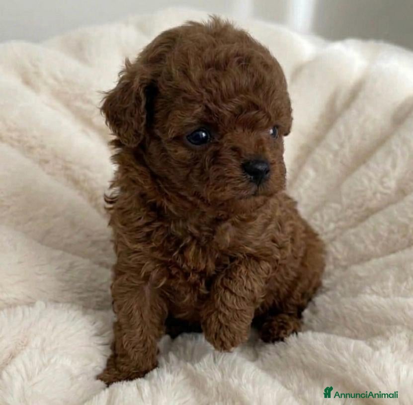 Barboncino cani Barboncini asiatici mini toy teacup red intenso  - Annuncio 23