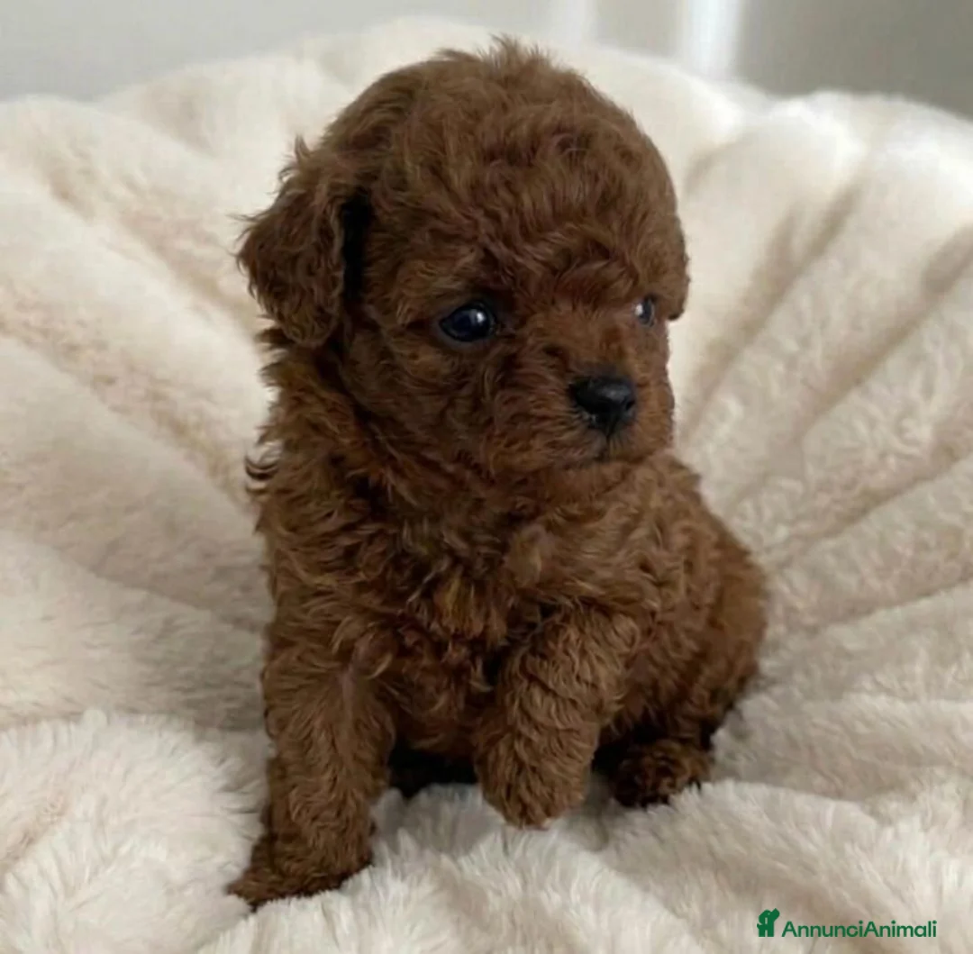 Barboncino cani in vendita: Barboncini asiatici mini toy teacup red intenso  - Annuncio 1