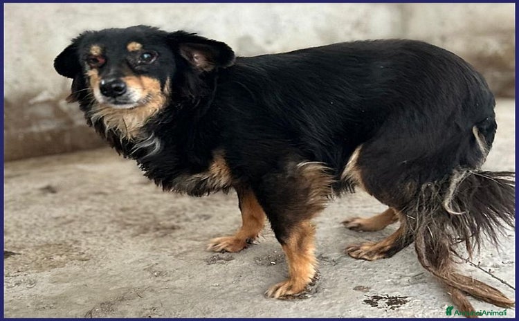 Meticcio cani a Città metropolitana di Milano - Annuncio 16