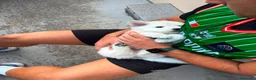 Pastore Svizzero cani in vendita: Vendita Pastore Svizzero Bianco - Annuncio 12