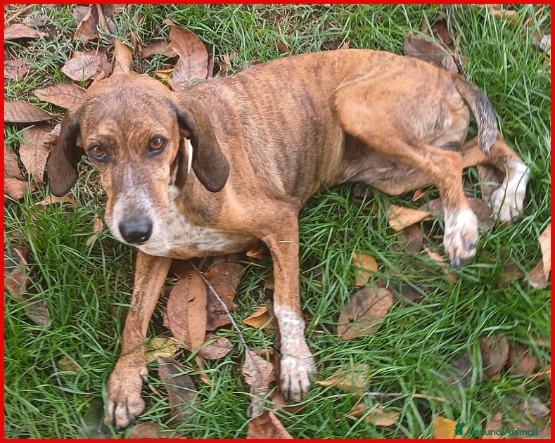 Meticcio cani SVITOL 5anni dolcissima - Annuncio 38