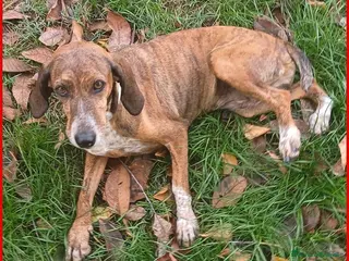 Meticcio cani SVITOL 5anni dolcissima - Annuncio 38