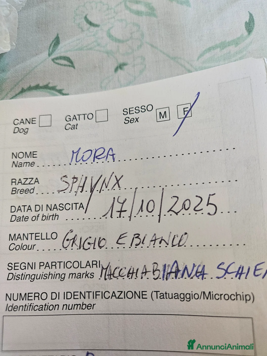 Sphynx gatti in vendita: Vendo cucciola di gattina SPHYNX a Città metropolitana di Reggio Calabria - Annuncio 4