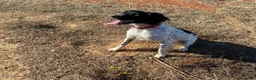 Breton cani in regalo: Cloe Bretoncina 3anni ok gatti SOS CASA LECCE - Annuncio 4