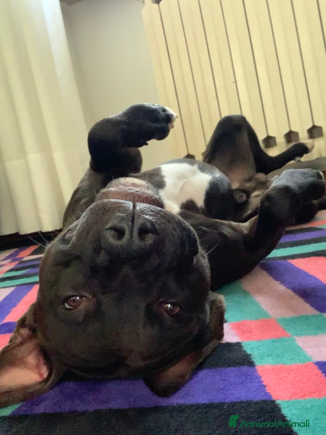 Pitbull cani in regalo: Chester Pitbull 2 anni maschio - Annuncio 4