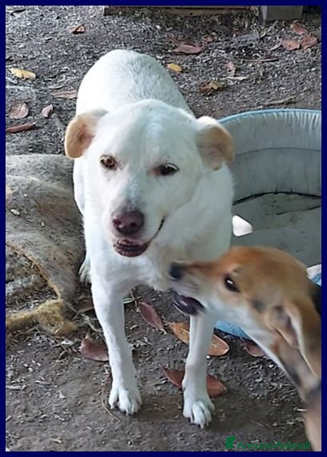 Meticcio cani in regalo: BILLY fa da nonno ai cuccioli! - Annuncio 6