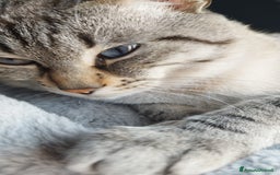 Siamese gatti per accoppiamento: Siamese per accoppiamento a Provincia di Monza e della Brianza - Immagine 2