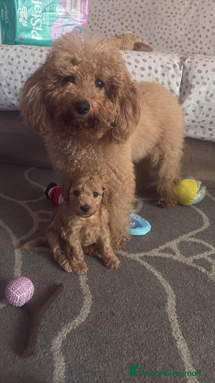 Meticcio cani Barboncino  a Città metropolitana di Milano - Annuncio 4