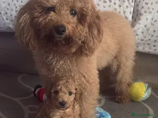 Meticcio cani Barboncino a Città metropolitana di Milano - Annuncio 4