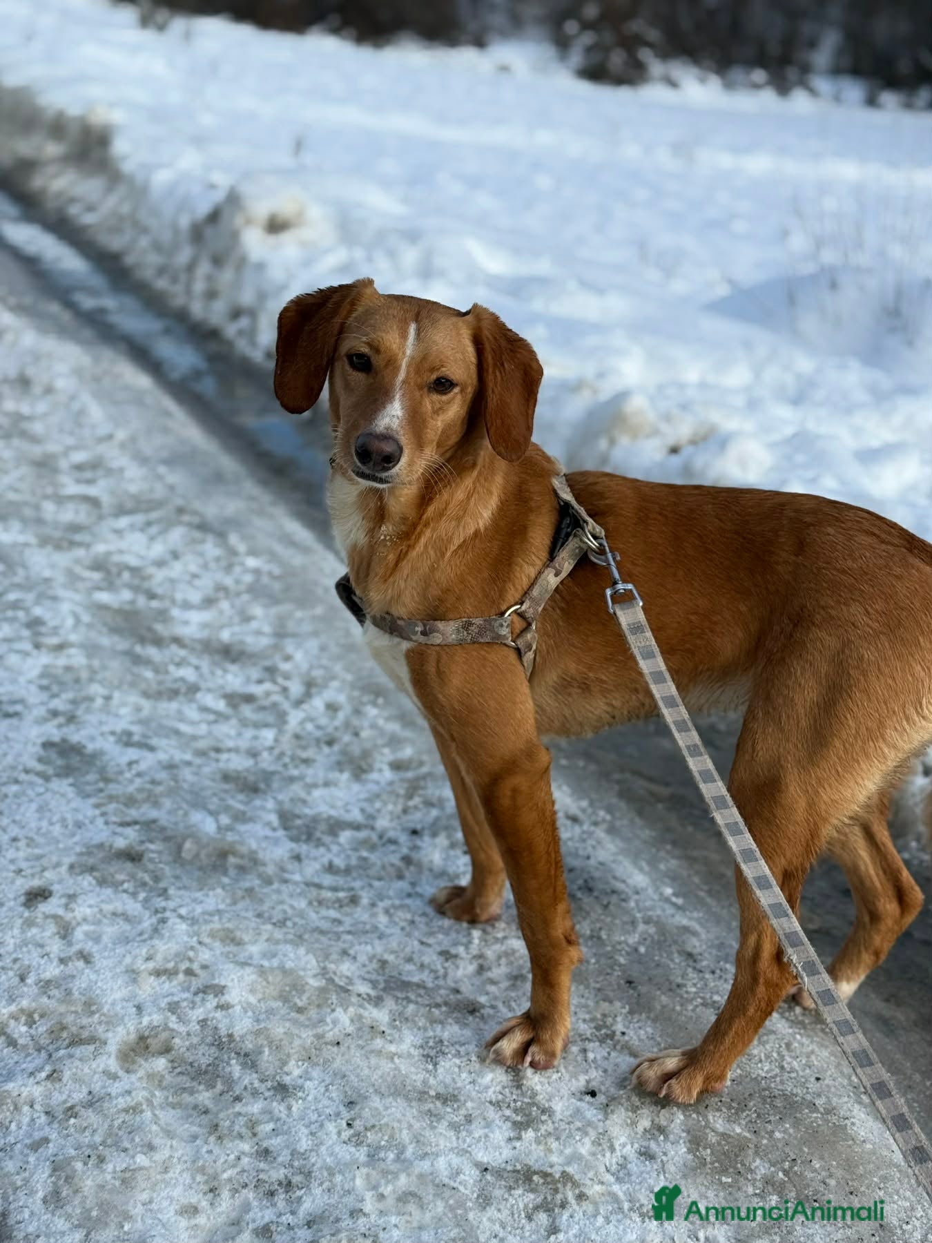 Meticcio cani YULI & NIKA, sorelline simpaticissime  - Annuncio 34