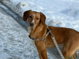 Meticcio cani YULI & NIKA, sorelline simpaticissime - Annuncio 34