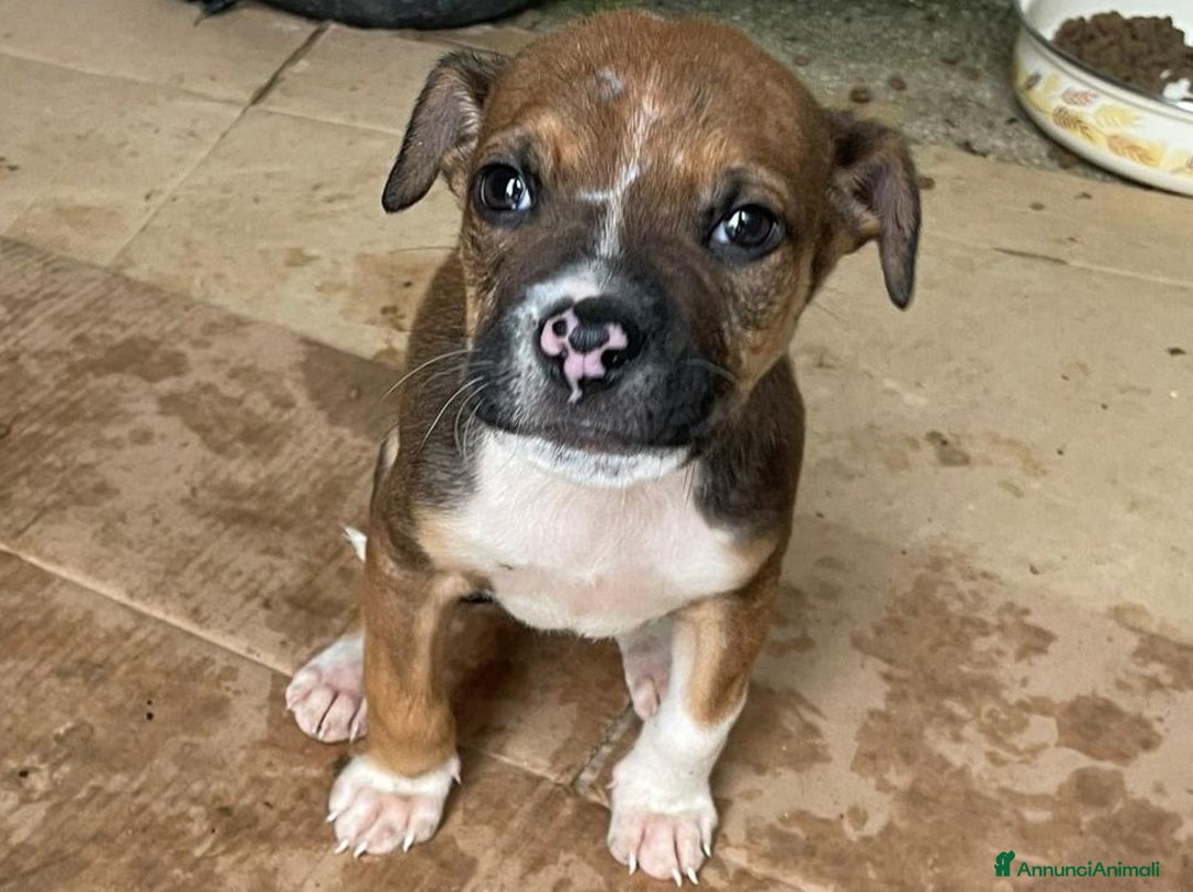 Pitbull cani in regalo: SPLENDIDI CUCCIOLOTTI MIX MOLOSSIDI - Annuncio 10