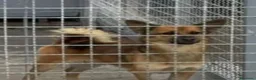 Meticcio cani in regalo: Milo 2anni kg6 color miele tolto dal canileCAMPANI - Annuncio 3