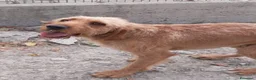 Segugio cani in regalo: DICK socievole - urgente! - Annuncio 3
