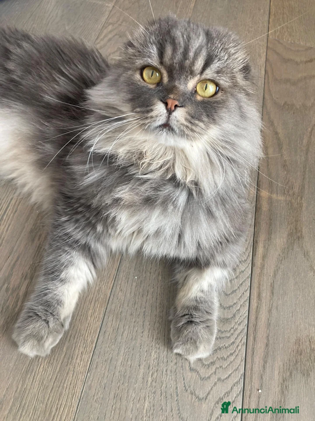 Scottish gatti in regalo: Scottish Highland adulto - Annuncio 2