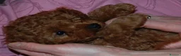 Barboncino Toy cani in vendita: Barboncino Toy rosso  a Città Metropolitana di Venezia - Annuncio 27