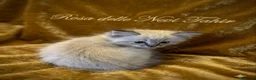 Ragdoll gatti in vendita: Ragdoll - Annuncio 3