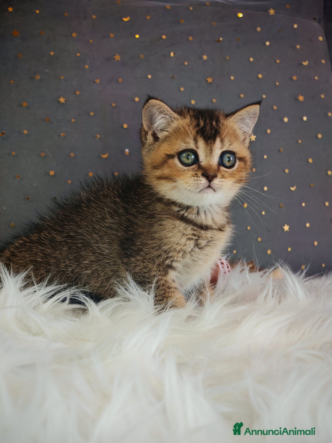 British gatti in vendita: British - Annuncio 9