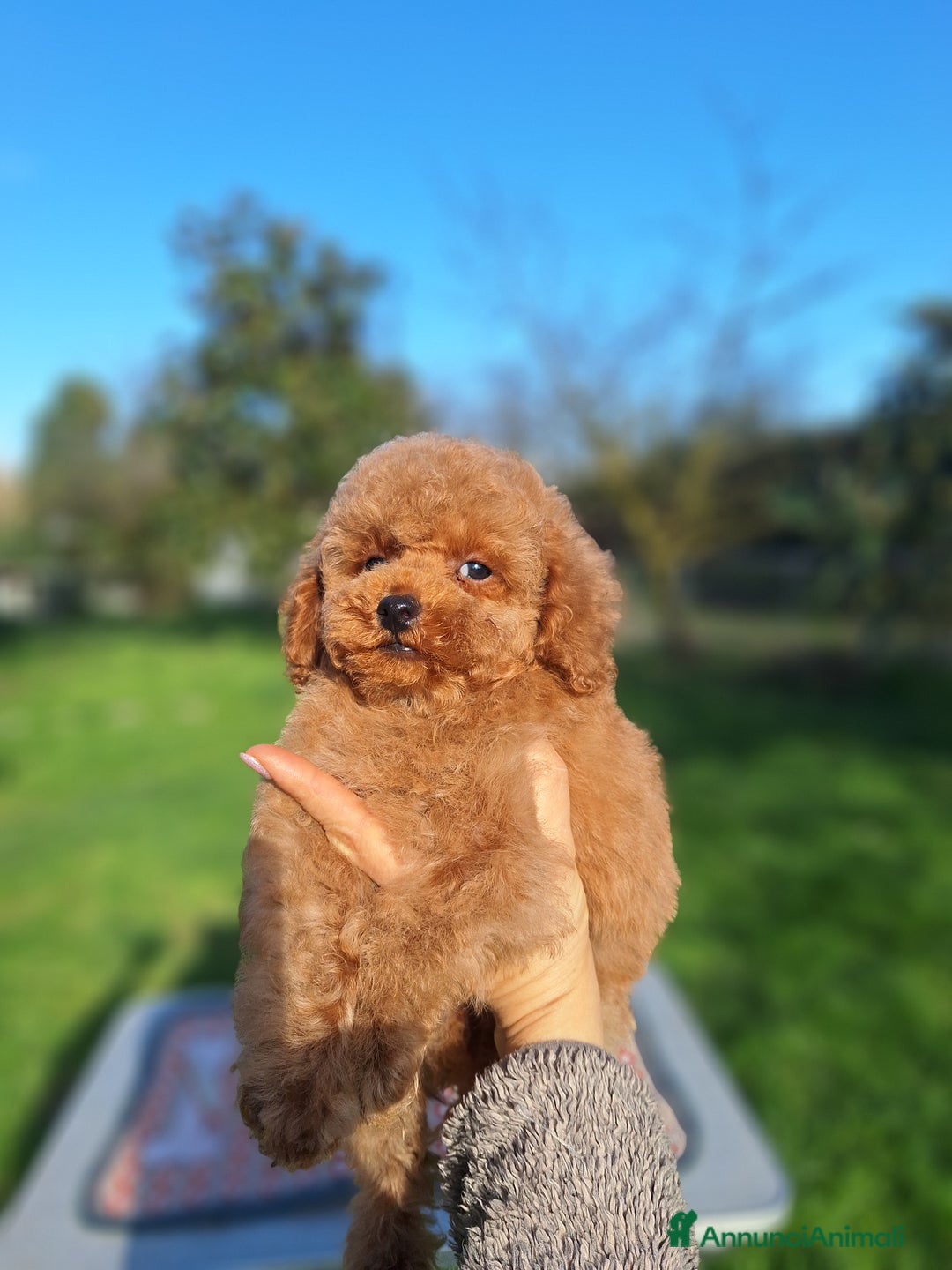 Barboncino cani in vendita: Cucciolata TOY RED con PEDIGREE ENCI + test - Annuncio 10