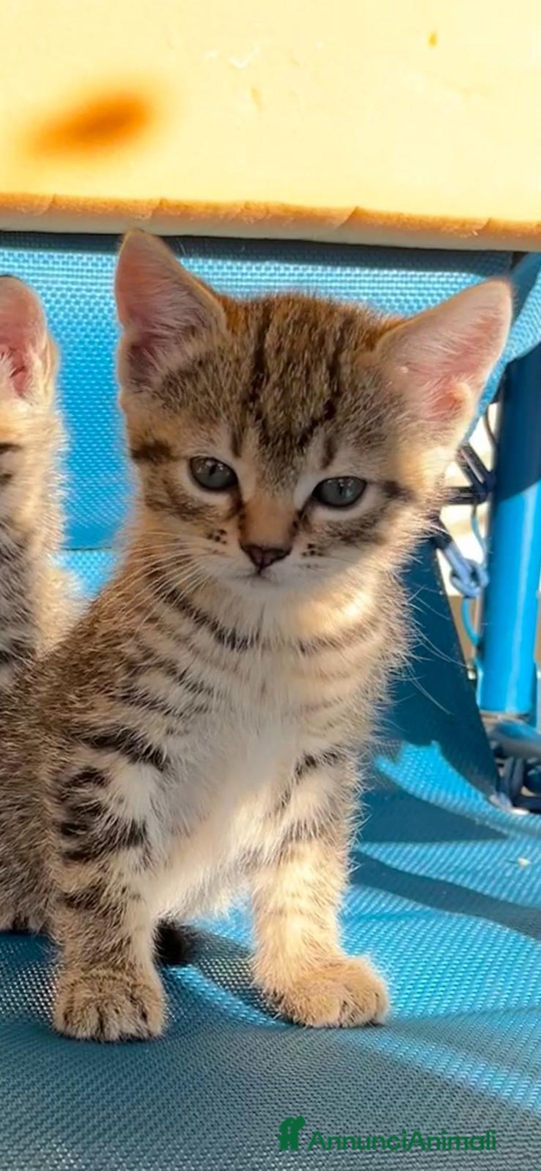 Europeo gatti in regalo: 3 gattini di 2 mesi e mezzo - Annuncio 3