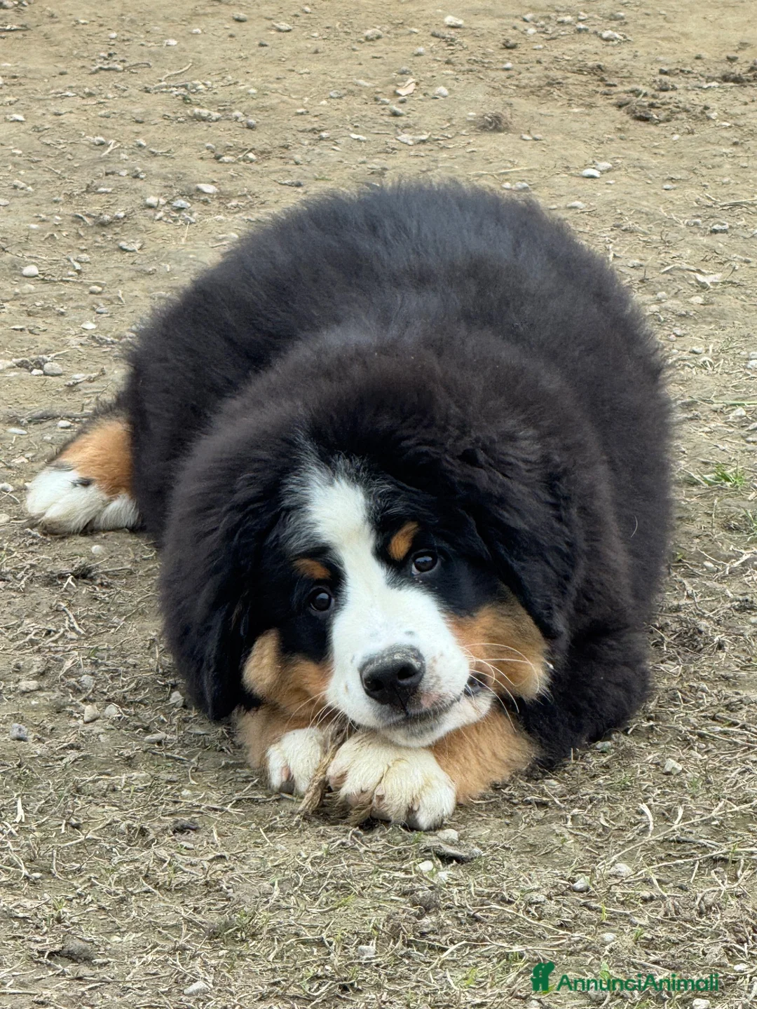 Bovaro del Bernese cani in vendita: Cucciolo maschio con pedigree disponibile  - Annuncio 1