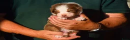 Australian Shepherd cani in vendita: Cuccioli di pastore australiano  - Annuncio 10