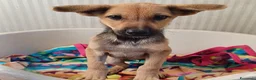 Meticcio cani in regalo: Elide, dolcissima cucciola in adozione - Annuncio 2